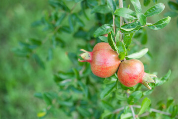 Ripe pomegranate fruit hanging on a tree branch in the garden. Selective focus