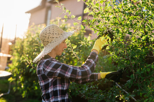 Side view of focused young caucasian woman gardener cuts unnecessary branches and leaves from tree with pruning shears while processing an apple tree in the garden. Organic gardening concept
