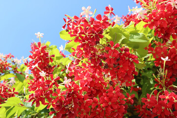 Red flowers in Israel in the autumn