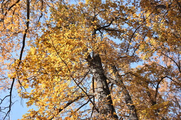 autumn tree in the park