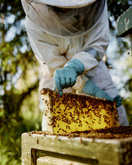 honey bee beekeeping beekeper checking on their beehive honeycomb wearing protective gear and a hat...