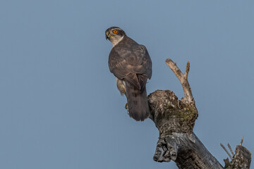 autours des palombes