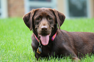 Chocolate labrador retriever Daisy