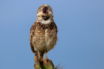 Obraz premium screaming owl. Photo of an isolated Burrowing Owl (Athene cunicularia) perched on a cactus against a blue sky