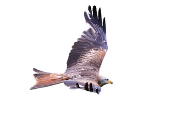 Red Kite in flight isolated (Milvus milvus)
