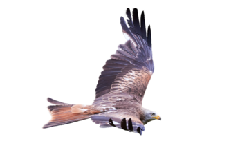 Red Kite in flight isolated (Milvus milvus)
