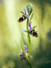 Late spider orchid, Hummel-Ragwurz (Ophrys fuciflora)
