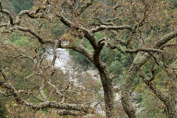 Tree in the forest. Paiva river, Arouca, Portugal