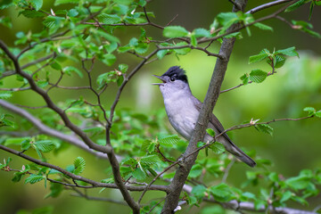 Blackcap (Sylvia atricapilla ), perched on a branch in the fores