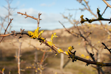 Dry tree branch covered with yellow moss against the background of sand dunes.
