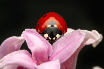 Macro shots, Beautiful nature scene.  Beautiful ladybug on leaf defocused background   © blackdiamond67