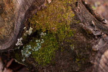 Fototapeta premium moss on tree,Log covered with moss.Yellow,green orange moss.Close-up,Beautiful pattern in nature.