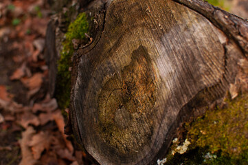 A cut of a tree with age rings. An old log with a pattern and green moss.