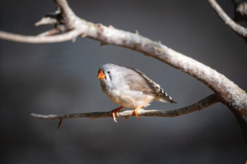 sparrow on a branch