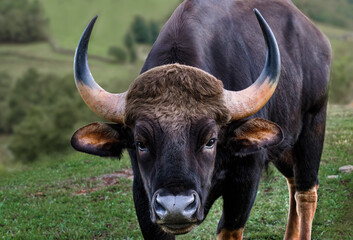 Fototapeta premium portrait of a gaur in the wild