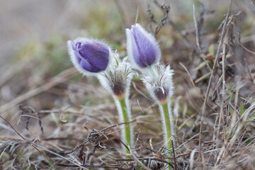 Pulsatilla - one of the earliest spring flowers.