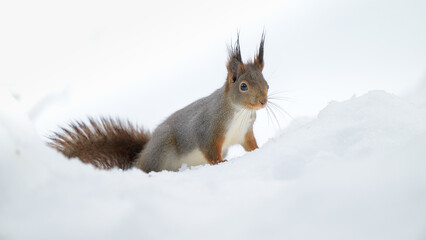 Naklejka na ściany i meble Cute Norwegian Red squirrel (Sciurus vulgaris) in snow