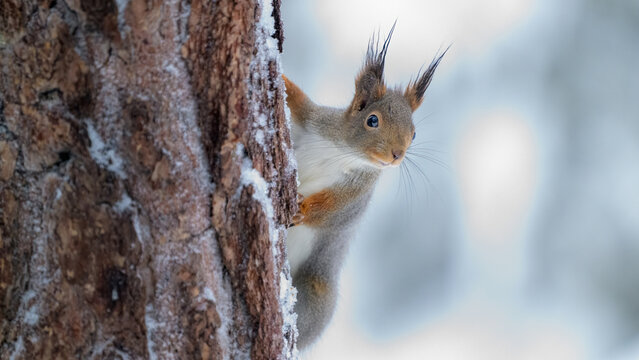 Fototapeta Cute Norwegian Red squirrel (Sciurus vulgaris) in snow