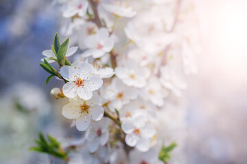 Cherry plum blossoms. A cherry plum branch with white flowers on a sunny day