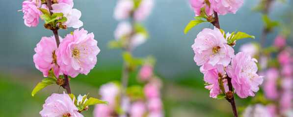 Sakura flowering. Large lush sakura flowers on a tree on a dark background in sunny weather