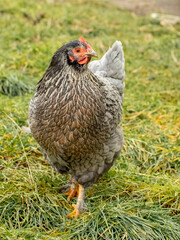 Purebred gray variegated chicken in the garden on the grass. Breeding chickens on the farm