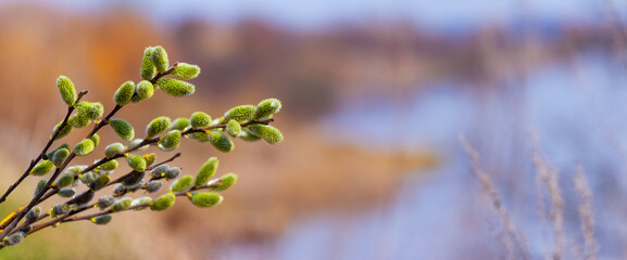 Willow branch with catkins near the forest and river on a blurred light background. Easter background