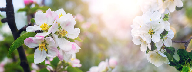 Branches of an apple tree with pink and white flowers on a sunny day
