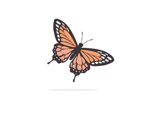 Fototapeta na wymiar monarch butterfly on white back