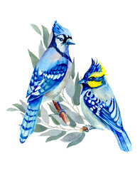 blue bird on a branch
