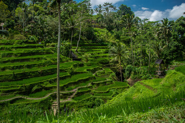 Fototapeta na wymiar The Tegallalang Rice Terraces in Bali