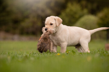 labrador retriever puppy on grass with toys