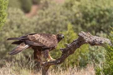 aigle royal