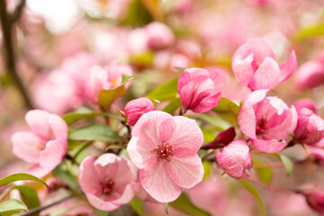 Pink flowers of the Malus prunifolia tree. Soft pink pastel background. Blooming apple tree for romantic love design.