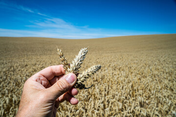 Ähren werden in einer Hand gehalten vor einem goldgelben Weizenfeld, der Abschluß des Bildes zeigt einen starken blauen Himmel.