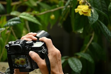 Fototapeta premium Yellow camellia ( Camellia chrysantha ) flowers. Theaceae evergreen shrub native to China and Vietnam.