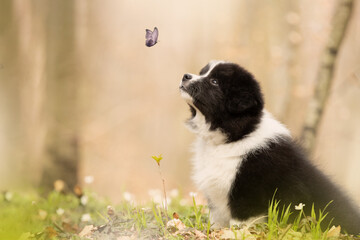 Naklejka na ściany i meble border collie puppy sitting in spring flowers