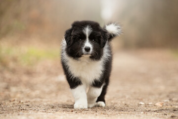 Naklejka na ściany i meble border collie puppy