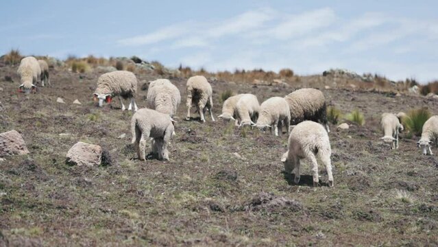 Sheep eating ichu on a mountain in South America. Concept of animal husbandry, landscapes, lifestyle of the Andes (Peru).