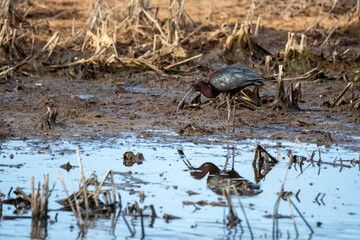 Glossy Ibis in a Swamp with Crayfish