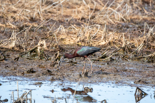 Glossy Ibis In A Swamp Catching A Crayfish