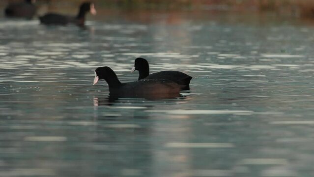 Eurasian coot, Fulica atra. Eurasian coot swimming in water. Eurasian coot feeding in water.