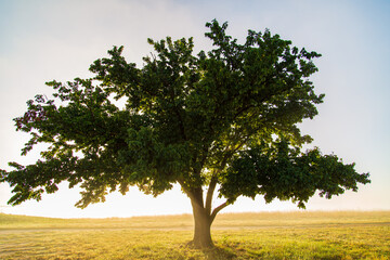 Obraz premium Tree at sunrise