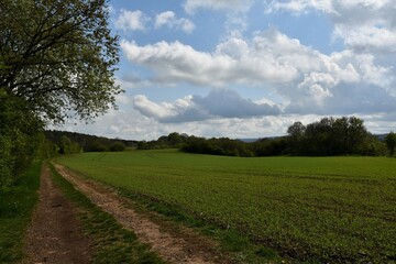 Grünes Feld mit Feldweg, Baum, Himmel und Wolke im Frühling