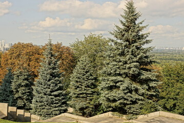 Fototapeta na wymiar a row of large coniferous green and blue fir trees near a gray stone staircase in a city park