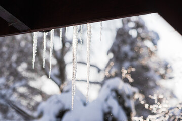 Icicles hanging from roof in sunny morning, snowy trees and falling snow in the background, banner background with copyspace