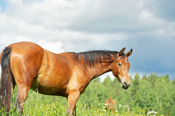 Obraz premium sportive young mare grazing at freedom in pasture with herd. summer sunny-cloudy day