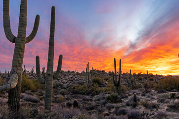 Close Up View Of Saguaro Cactus On Hill At Sunset Time