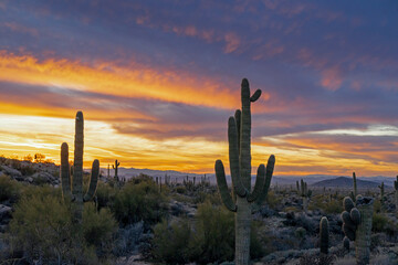 Saguaro cactus at sunset time in Arizona
