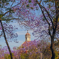Jacarandas blooming at Alameda Central park downtown Mexico city with the Cathedral Dome on the...