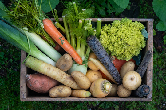 divers l&eacute;gumes d'hiver rassembl&eacute;s dans une caisse en bois